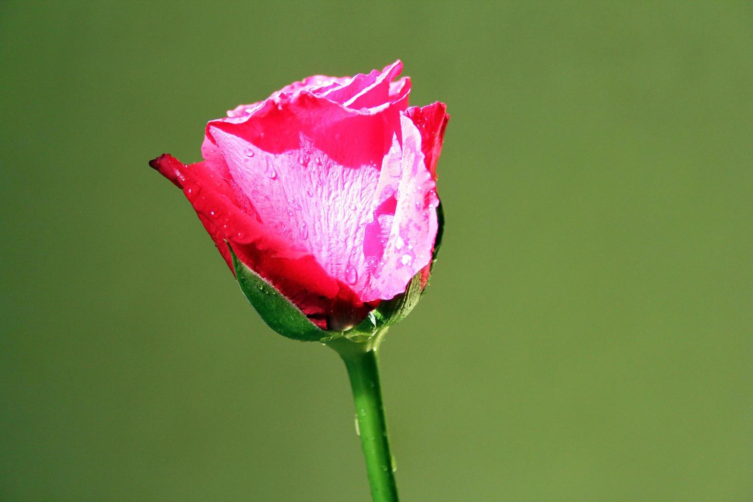 rosa flor rosa foto