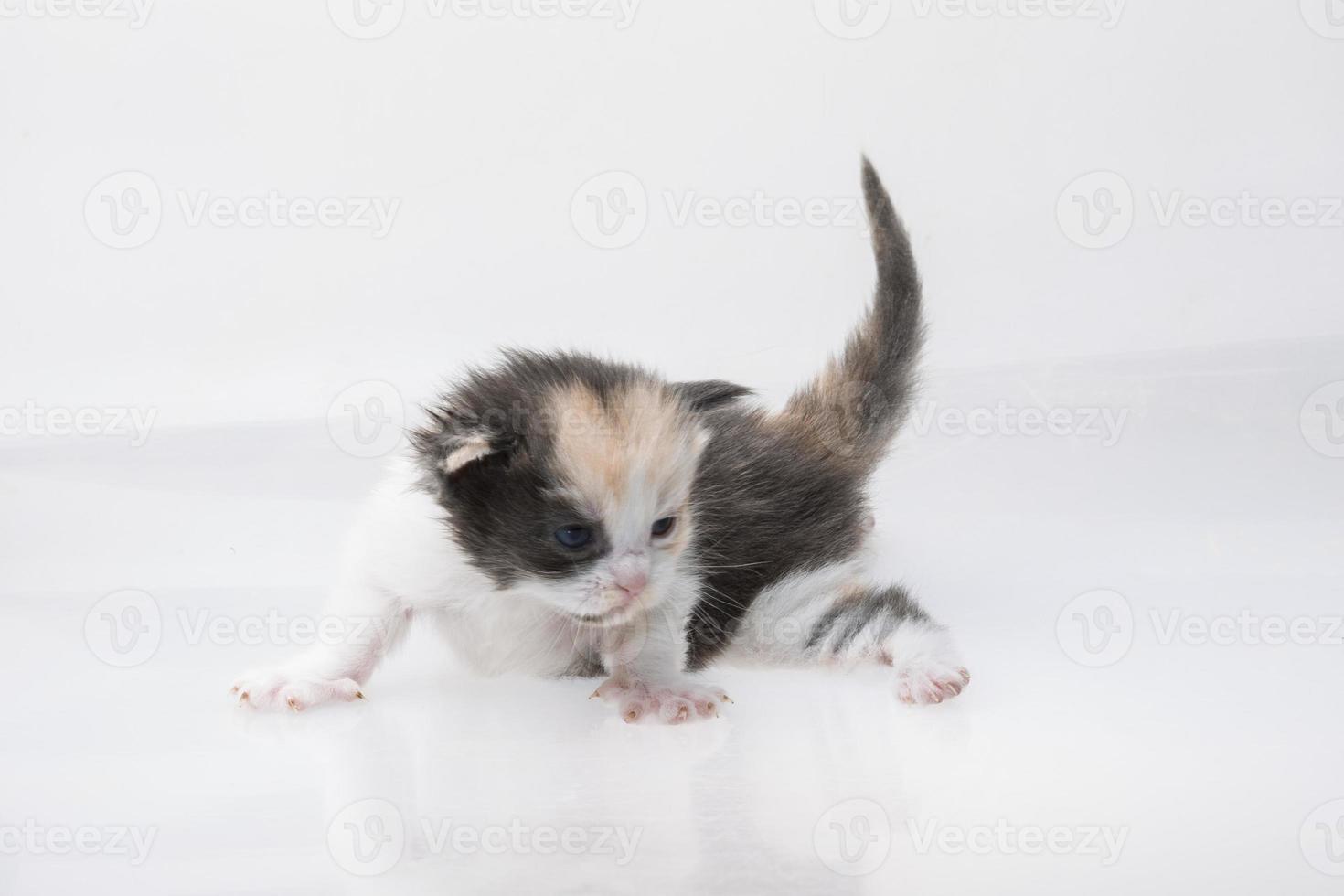 gato maine coon em fundo branco foto