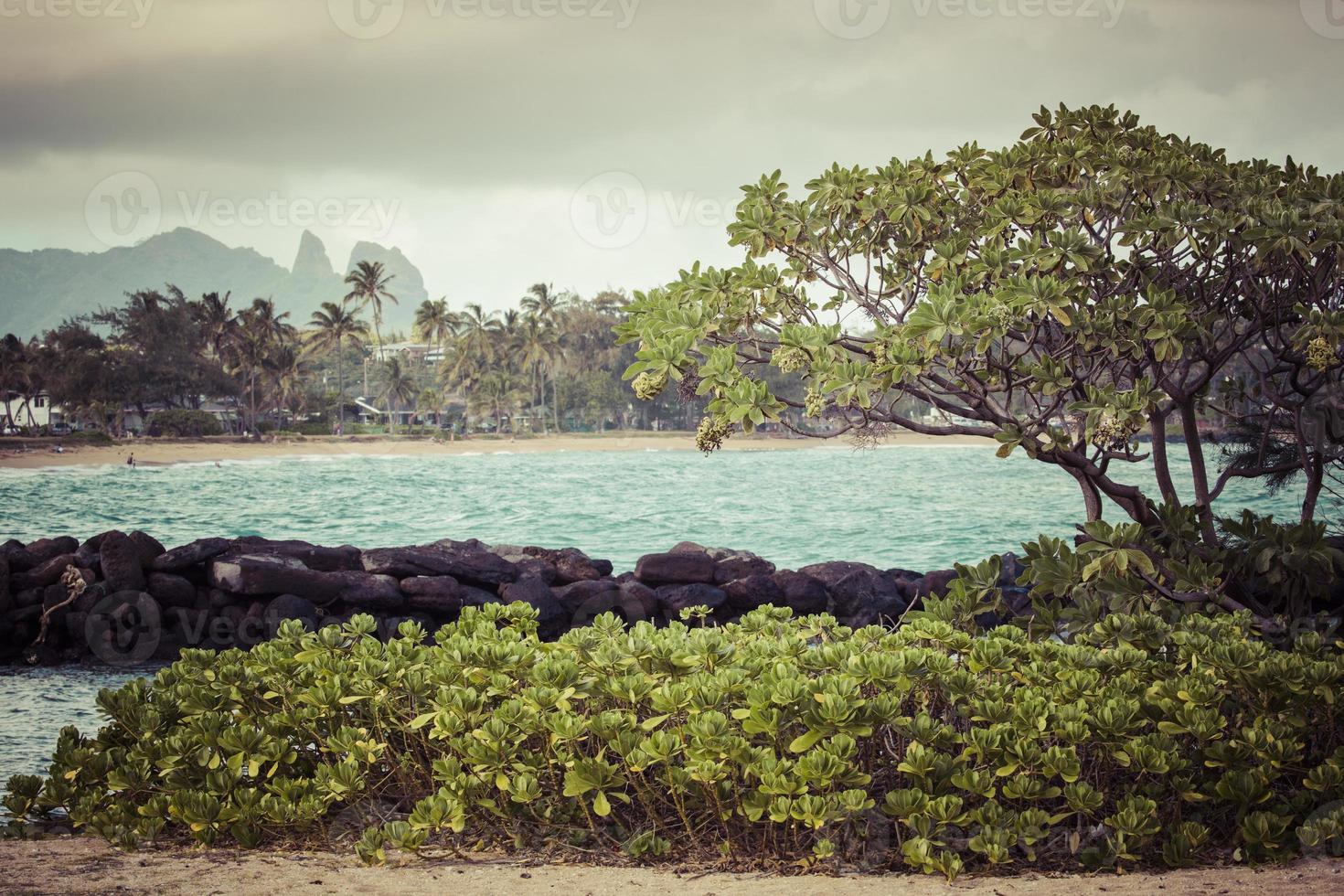coqueiro na praia de Kapaa Havaí foto