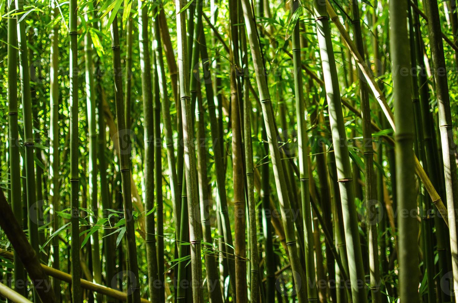 close-up de bambu foto