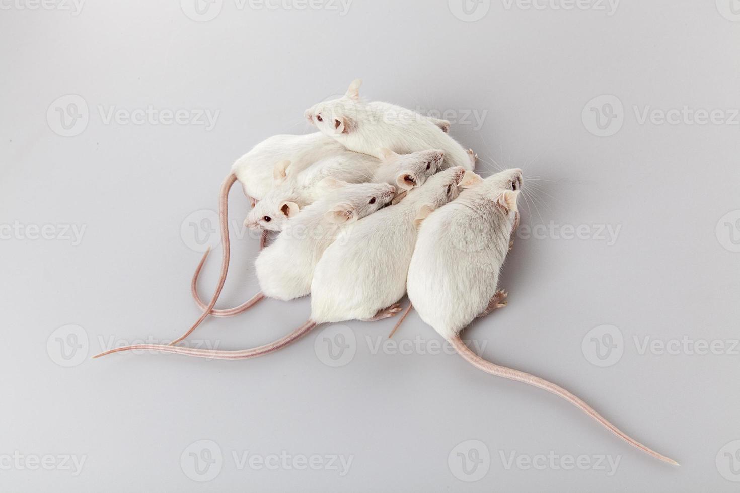 família de rato albino foto