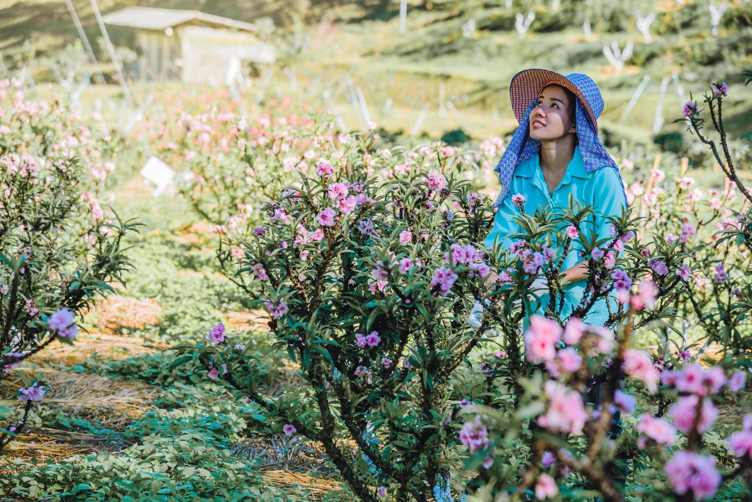 trabalhadoras agricultoras estão trabalhando no jardim da árvore de damasco, lindas flores cor de rosa de damasco. foto