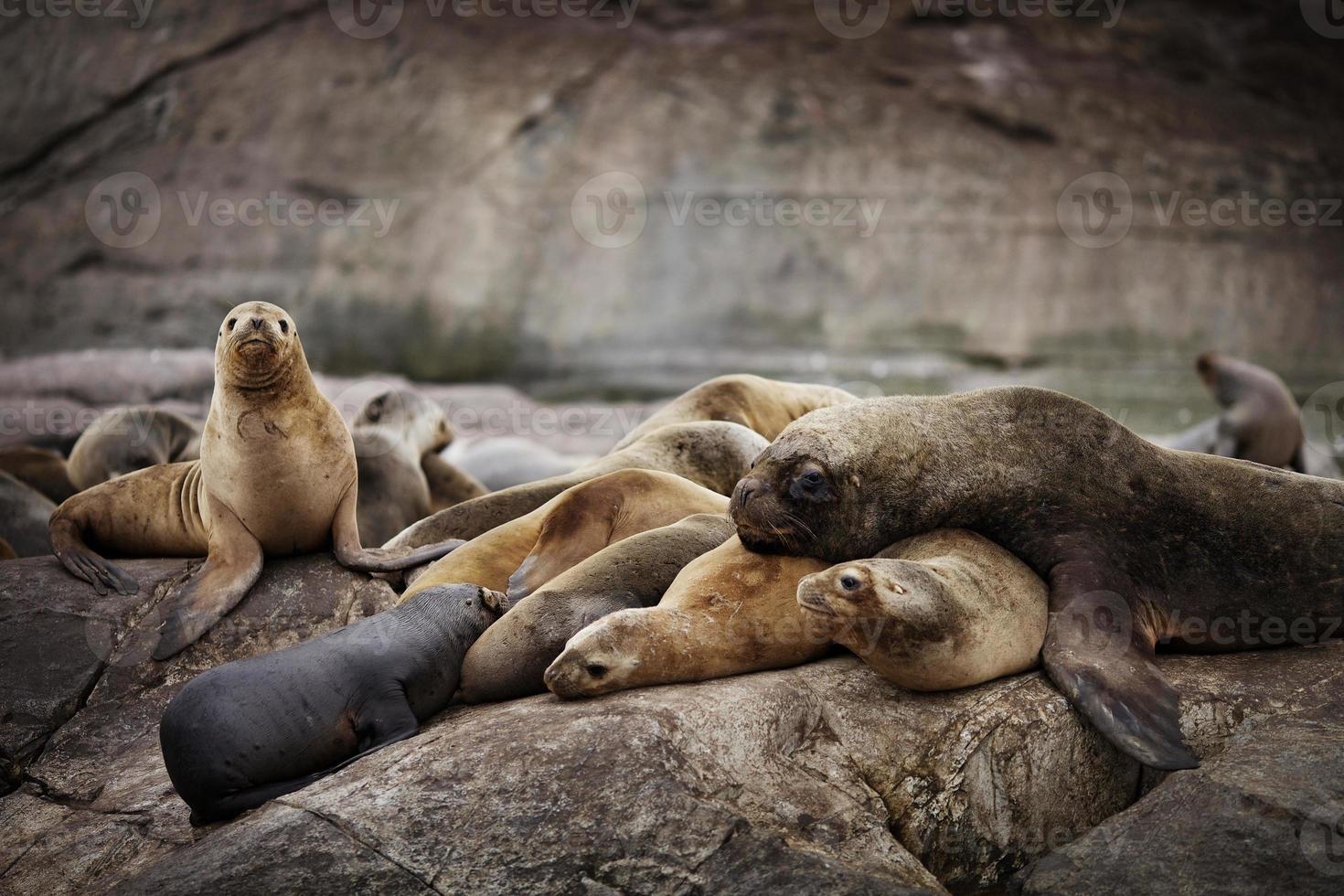família fofinho de leões-marinhos selvagens foto