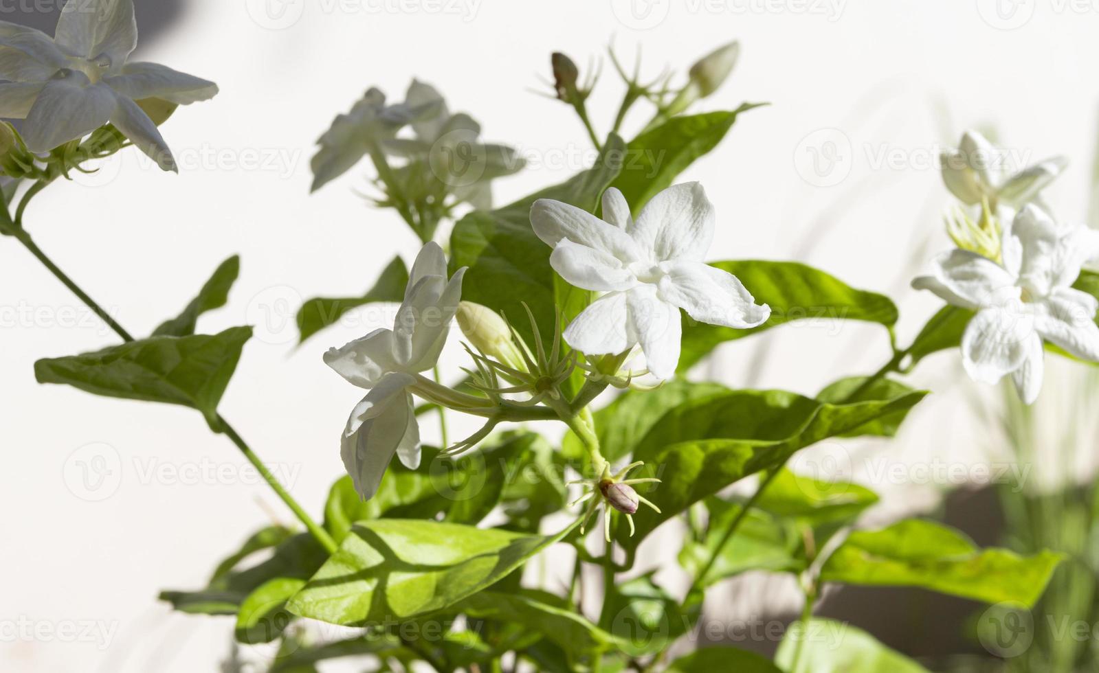 mogra branco ou jasmim árabe ou botões de flores de jasminum sambac subindo  arbustos e videiras 8919734 Foto de stock no Vecteezy