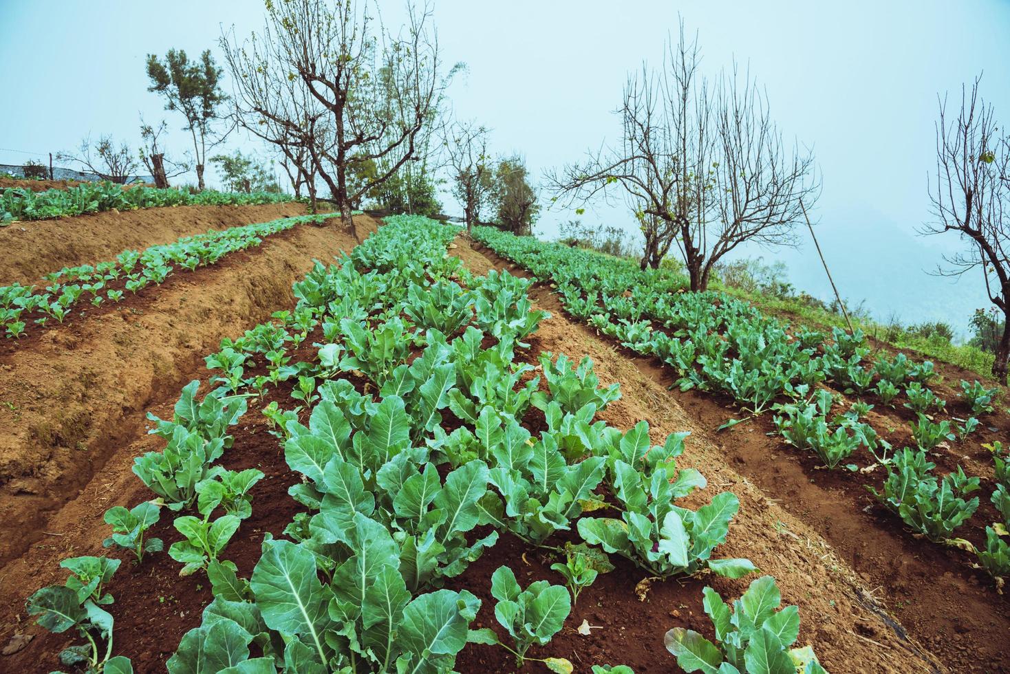 cultivador de vegetais roxos couve-flor roxa .na montanha dos jardineiros foto