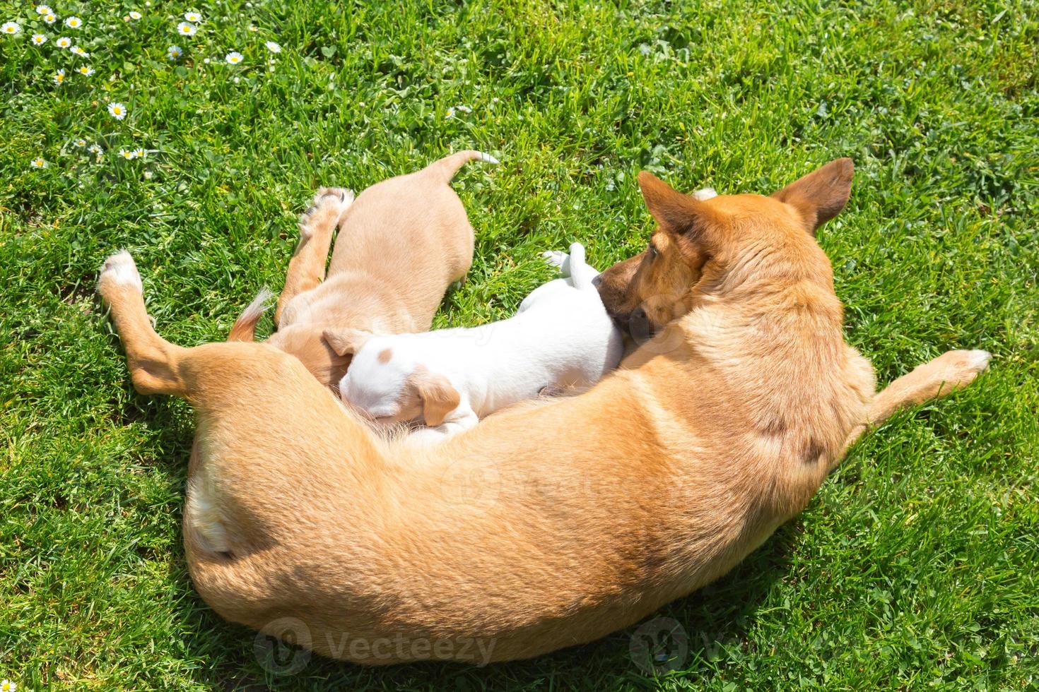 família de cachorro pequeno bonito de raça mista. foto