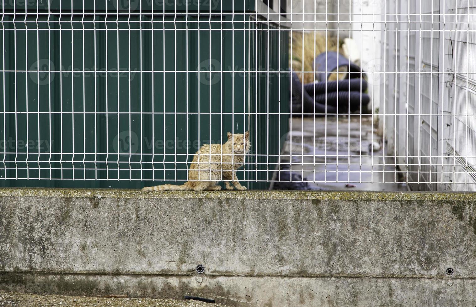 gatos abandonados na rua foto