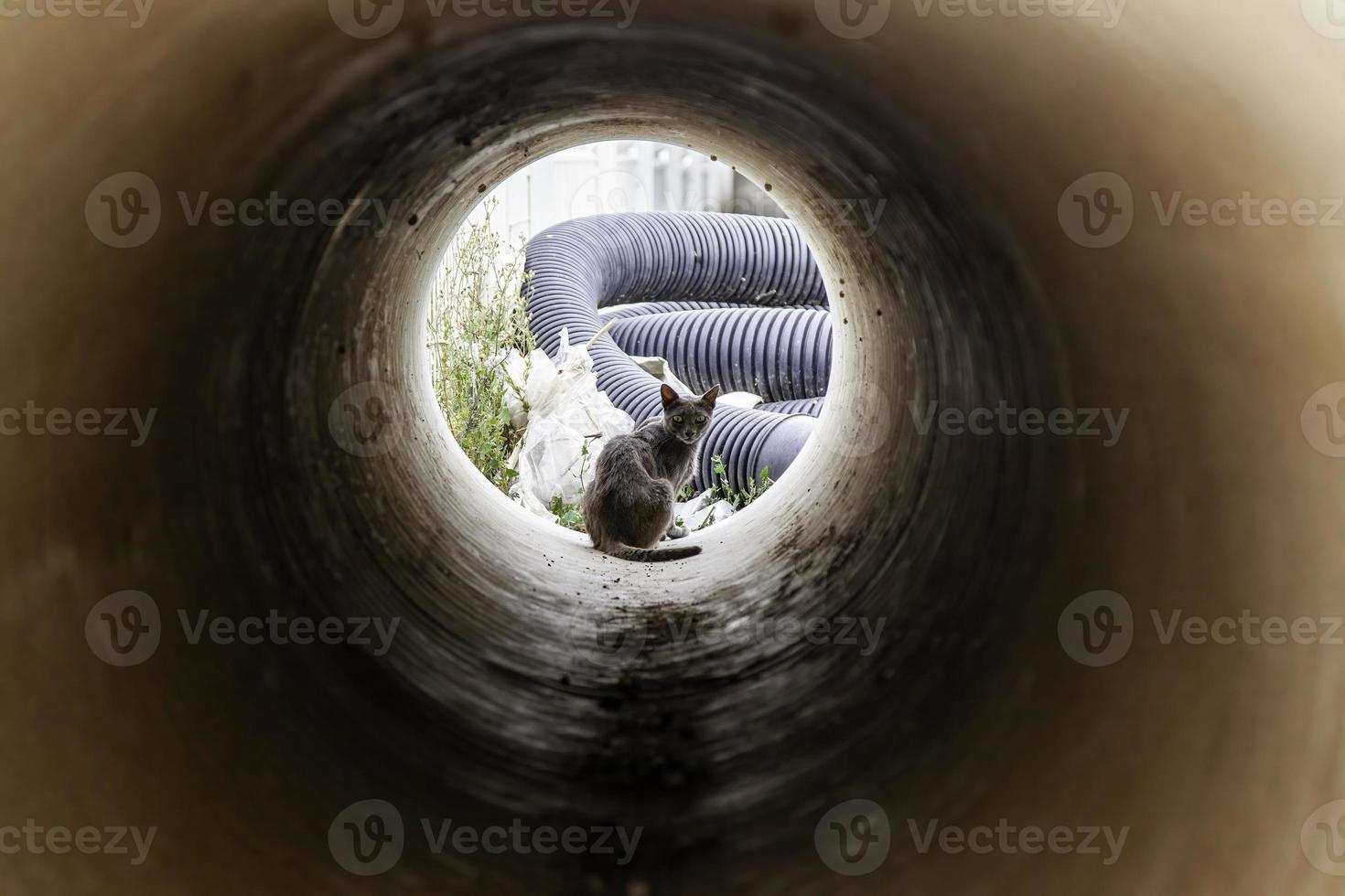 gato vadio em um tubo foto