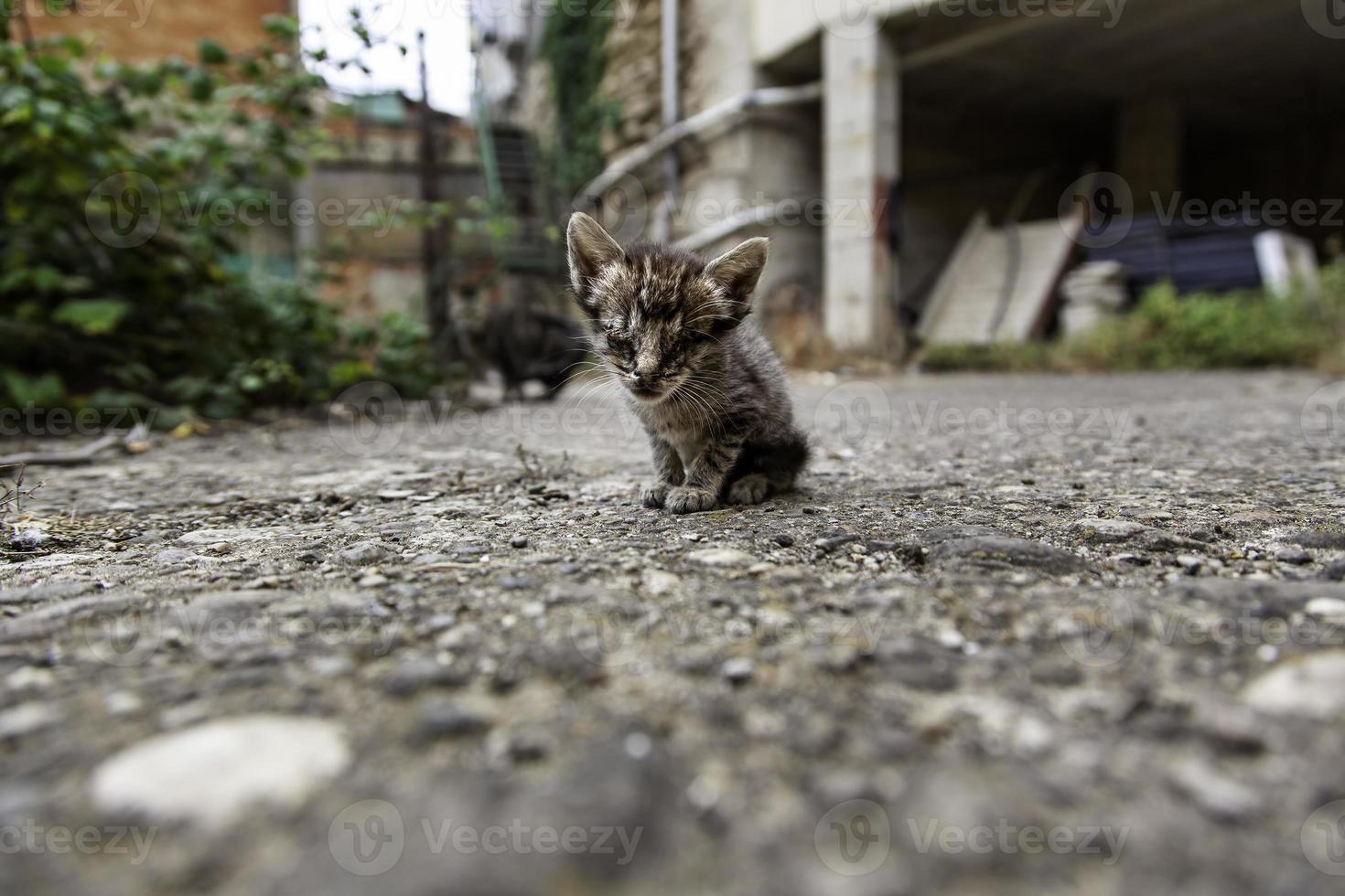 gato recém-nascido abandonado foto