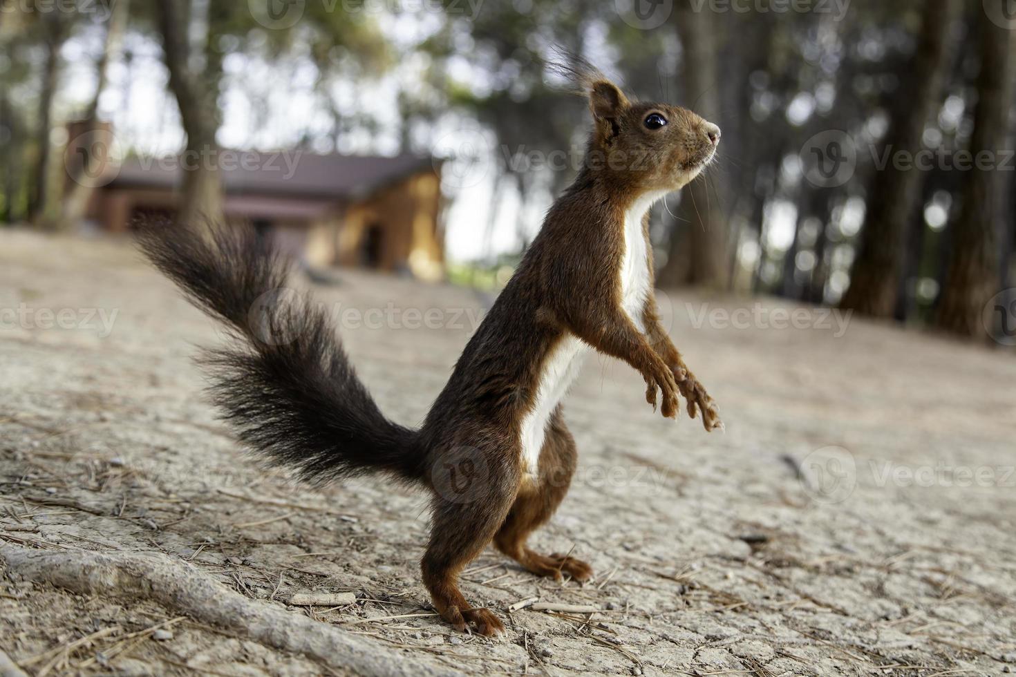 esquilo em pé na floresta foto