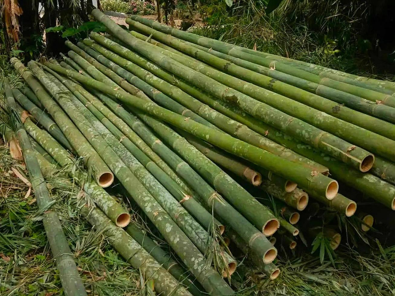 pilha de bambu foto