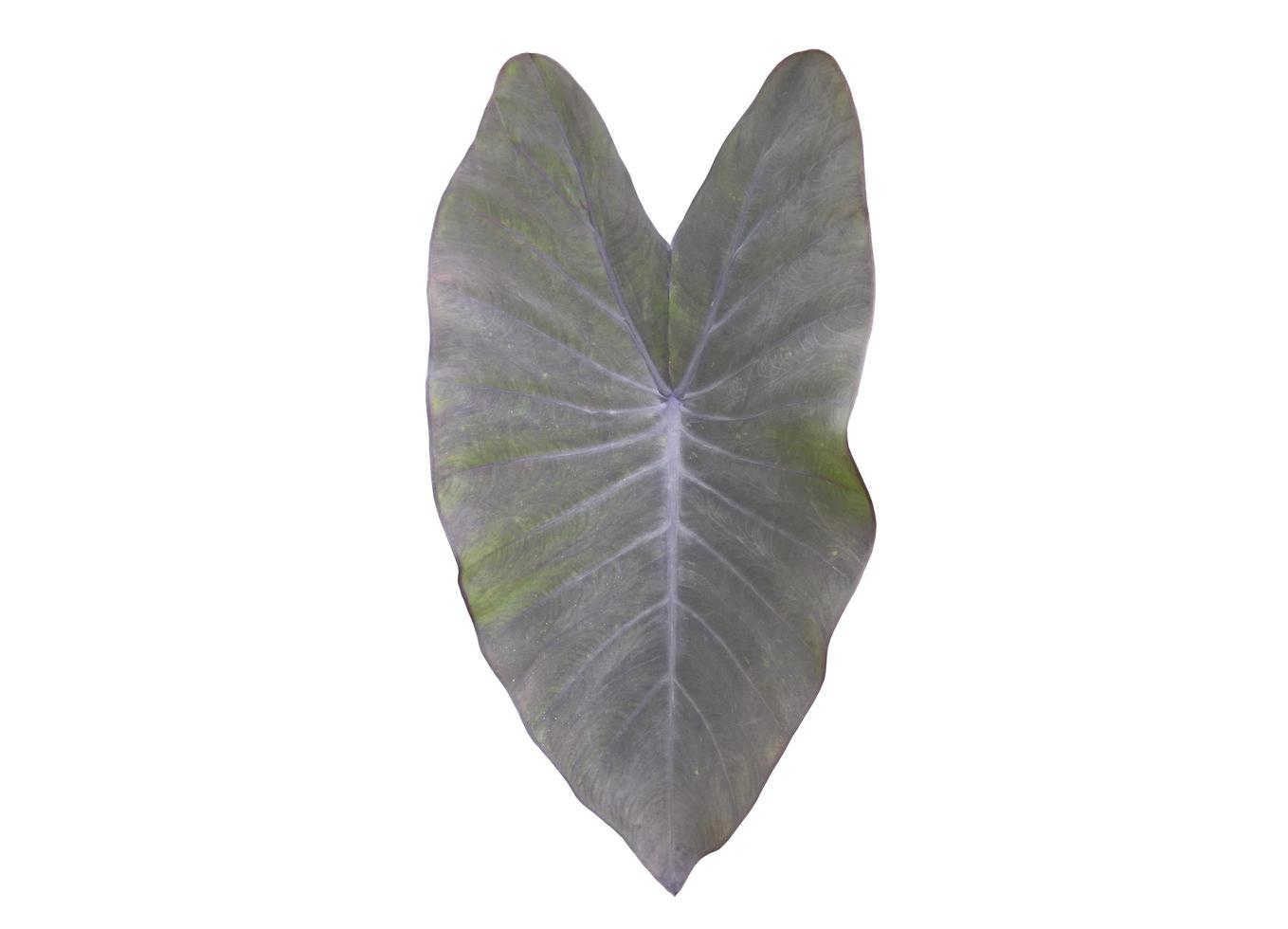 folha de colocasis isolada ou planta de orelha de elefante de magia negra com traçados de recorte. foto