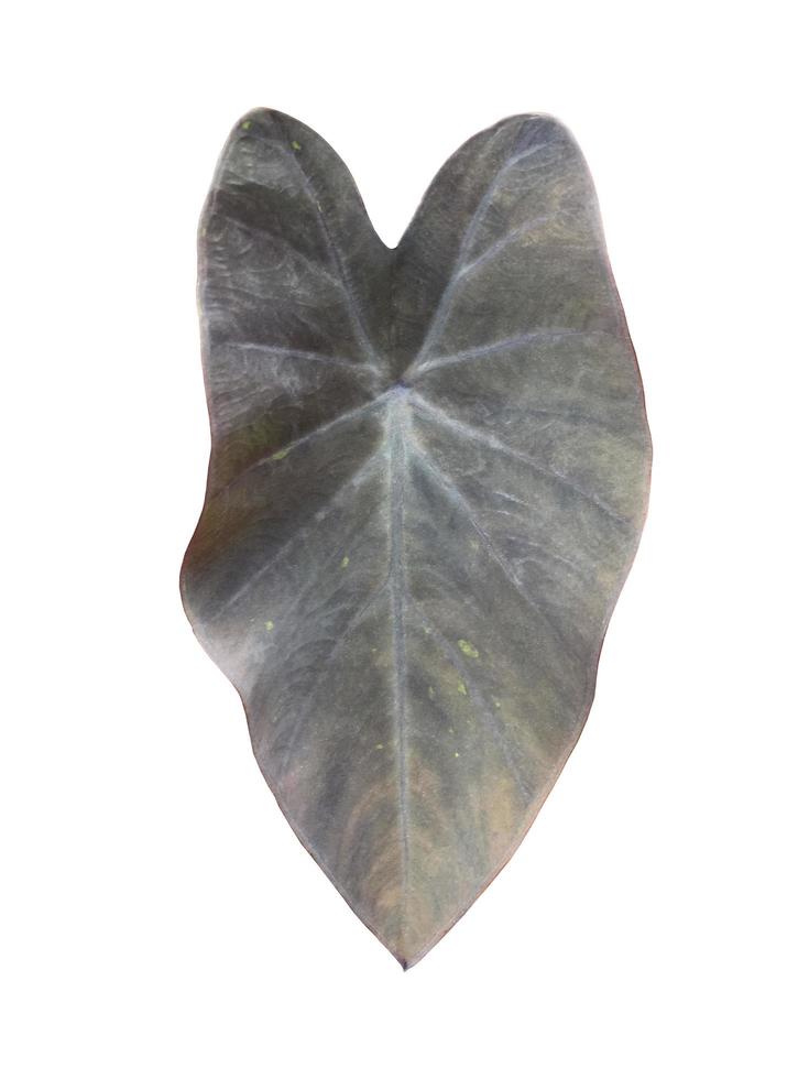 folha de colocasis isolada ou planta de orelha de elefante de magia negra com traçados de recorte. foto