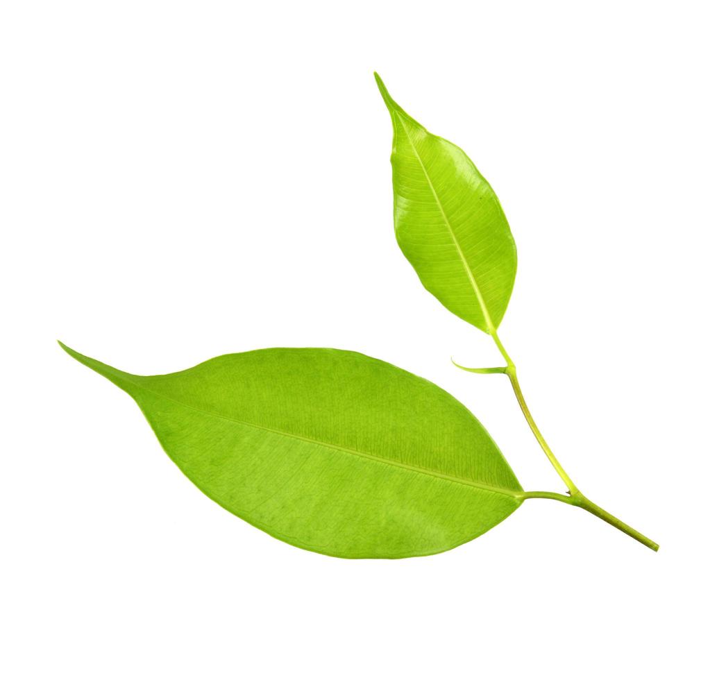 folha verde em um branco foto