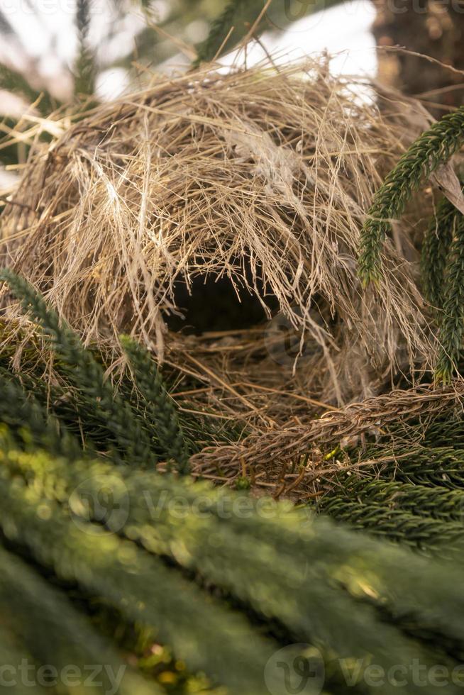 pássaros nidificam em cima de pinheiros. conceito de foto de vida selvagem animal