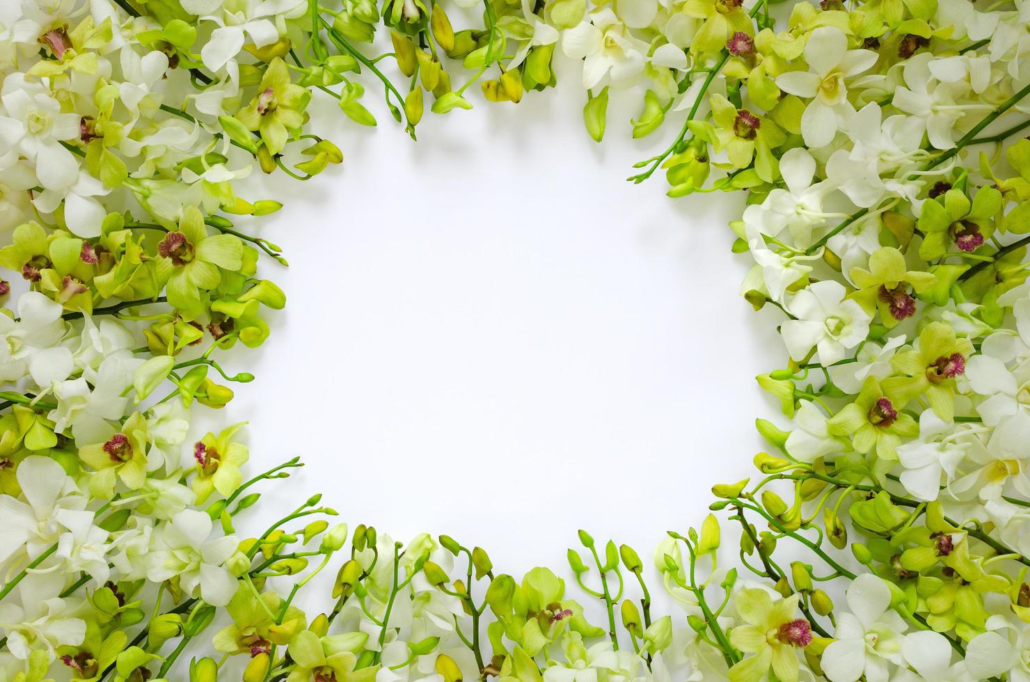 flores de orquídeas verdes colocadas em fundo branco para o conceito de foto de flor de primavera.