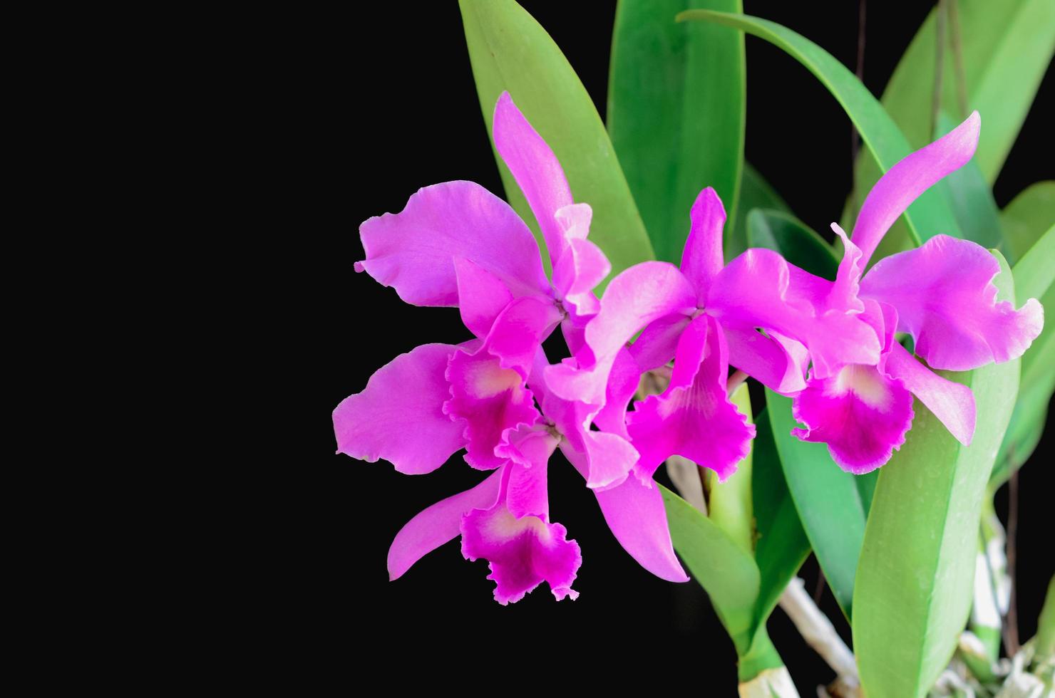 orquídea cattleya de cor rosa e roxa em fundo escuro. foto