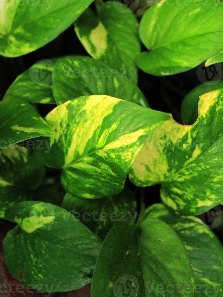 folha tropical verde, close-up com detalhes de textura. foto