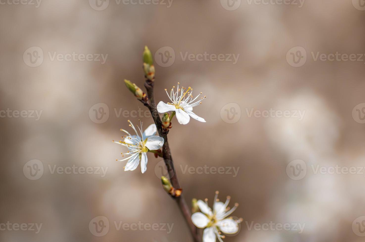 muitas flores em um galho de uma árvore de ameixa foto