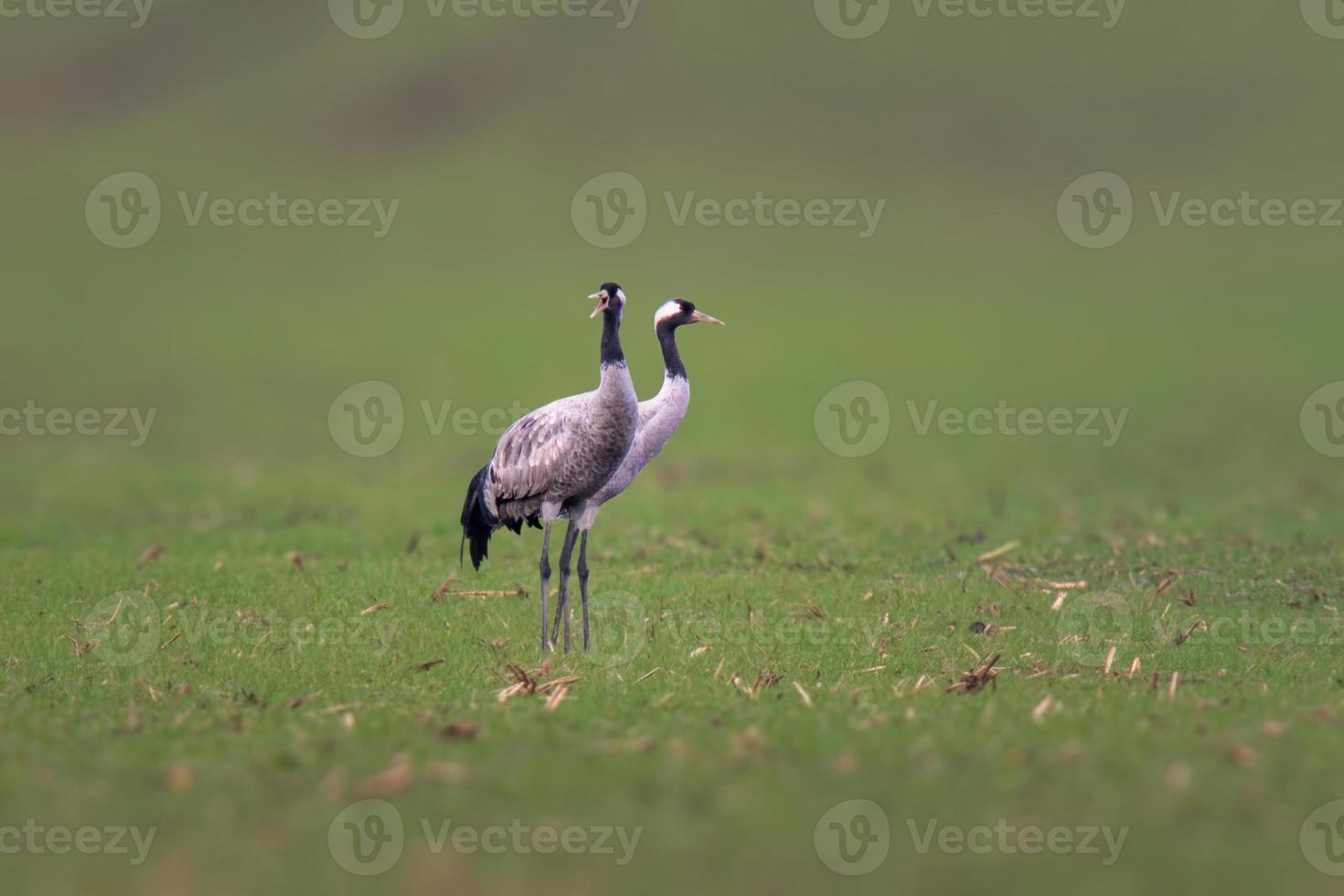 dois guindastes fica em um campo verde foto