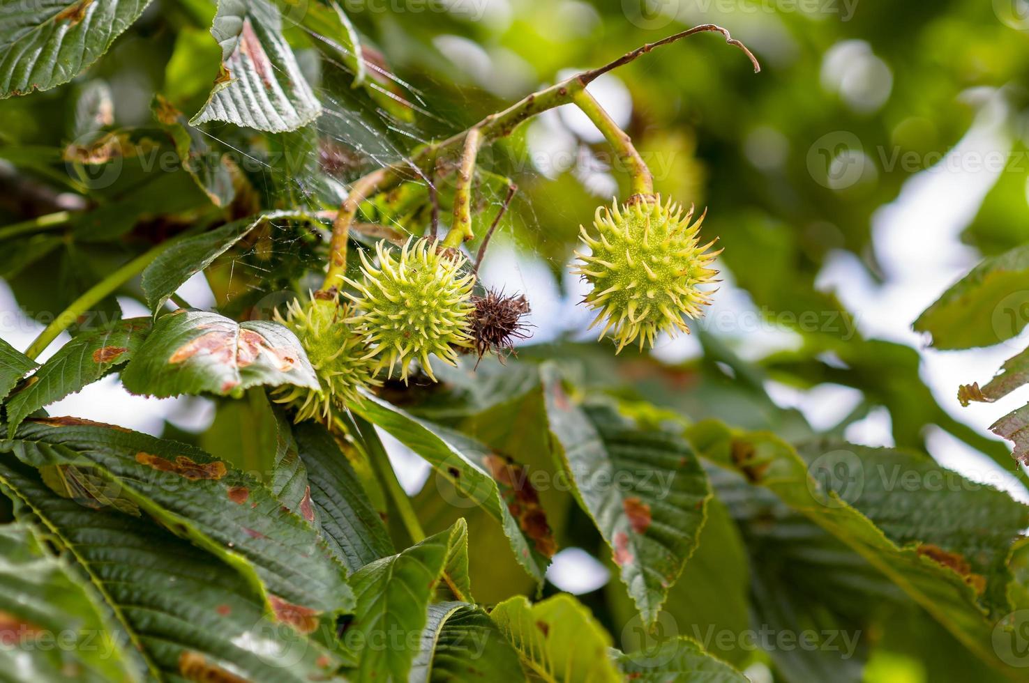 um ramo com castanhas verdes frescas foto