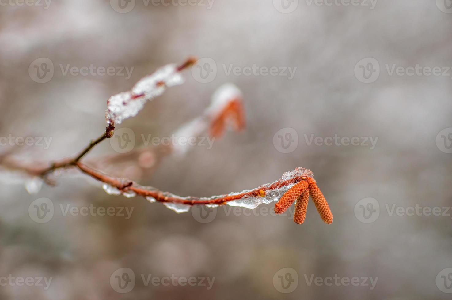 muitas flores de avelã marrons em um galho no inverno foto