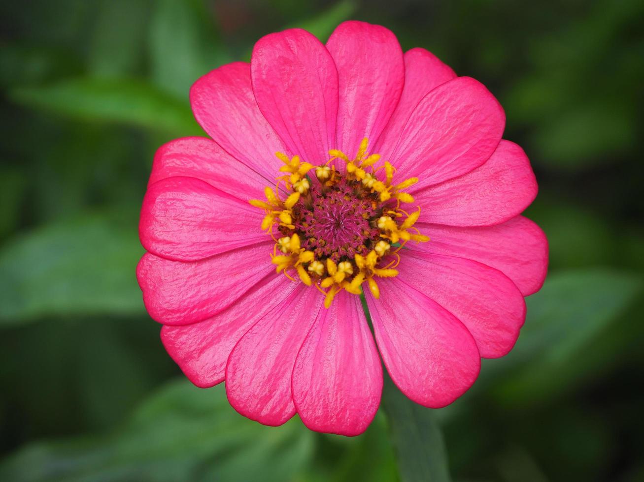 flor de zínia rosa no jardim foto