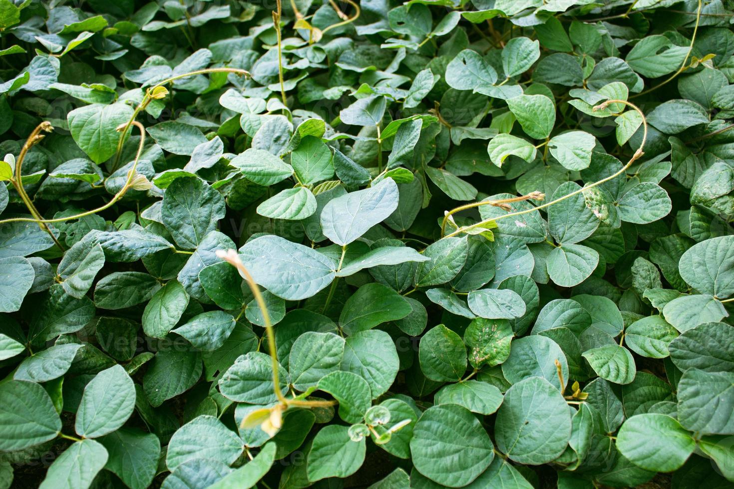 pequenas folhas verdes foto