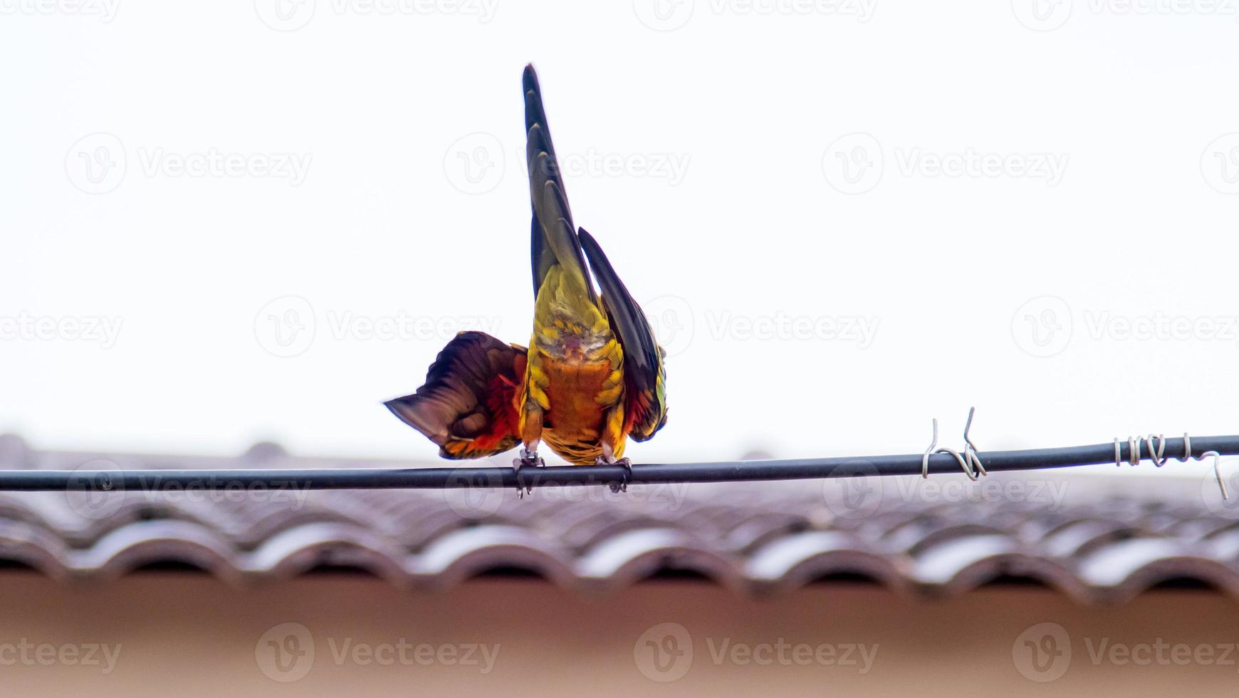 sun conure brincando no fio foto