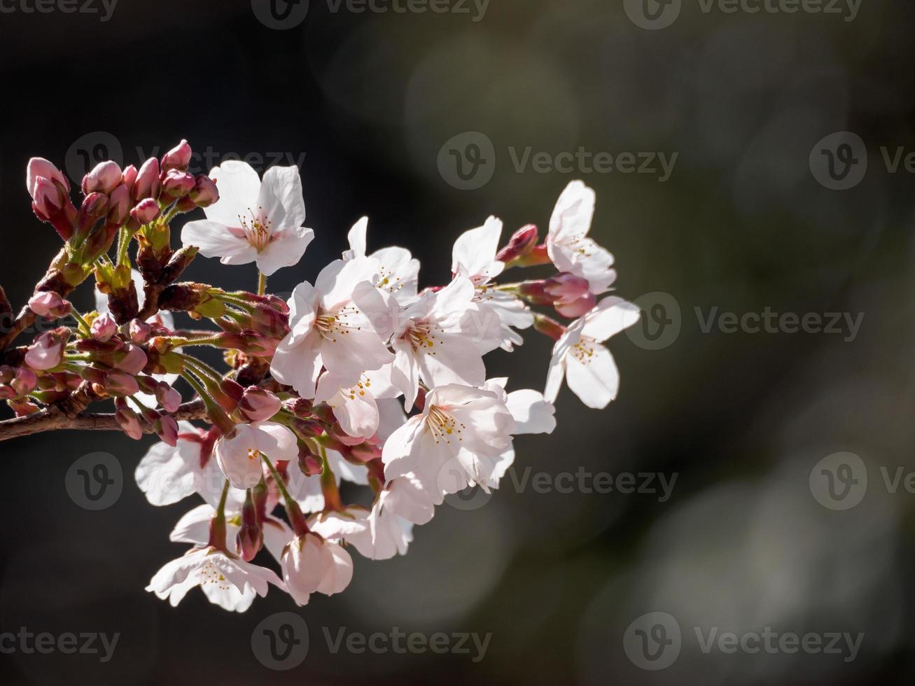 bando de flores de cerejeira foto