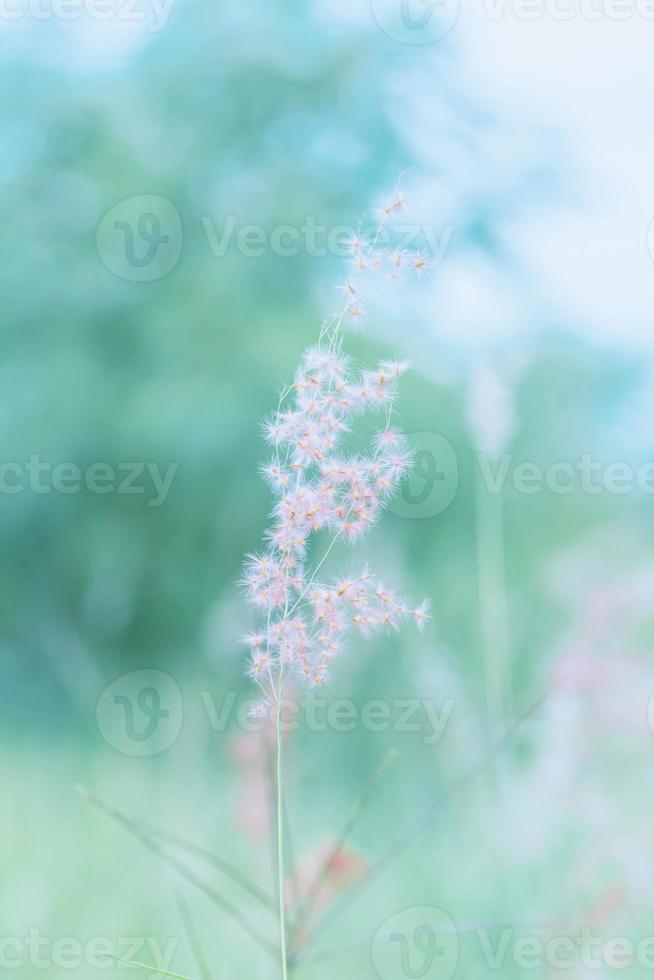 grama de flores ao ar livre, fundo vintage foto