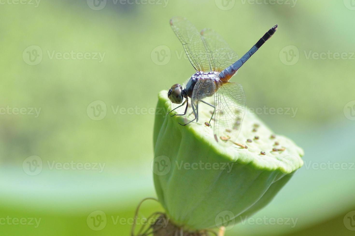 fechar uma libélula na flor de lótus foto