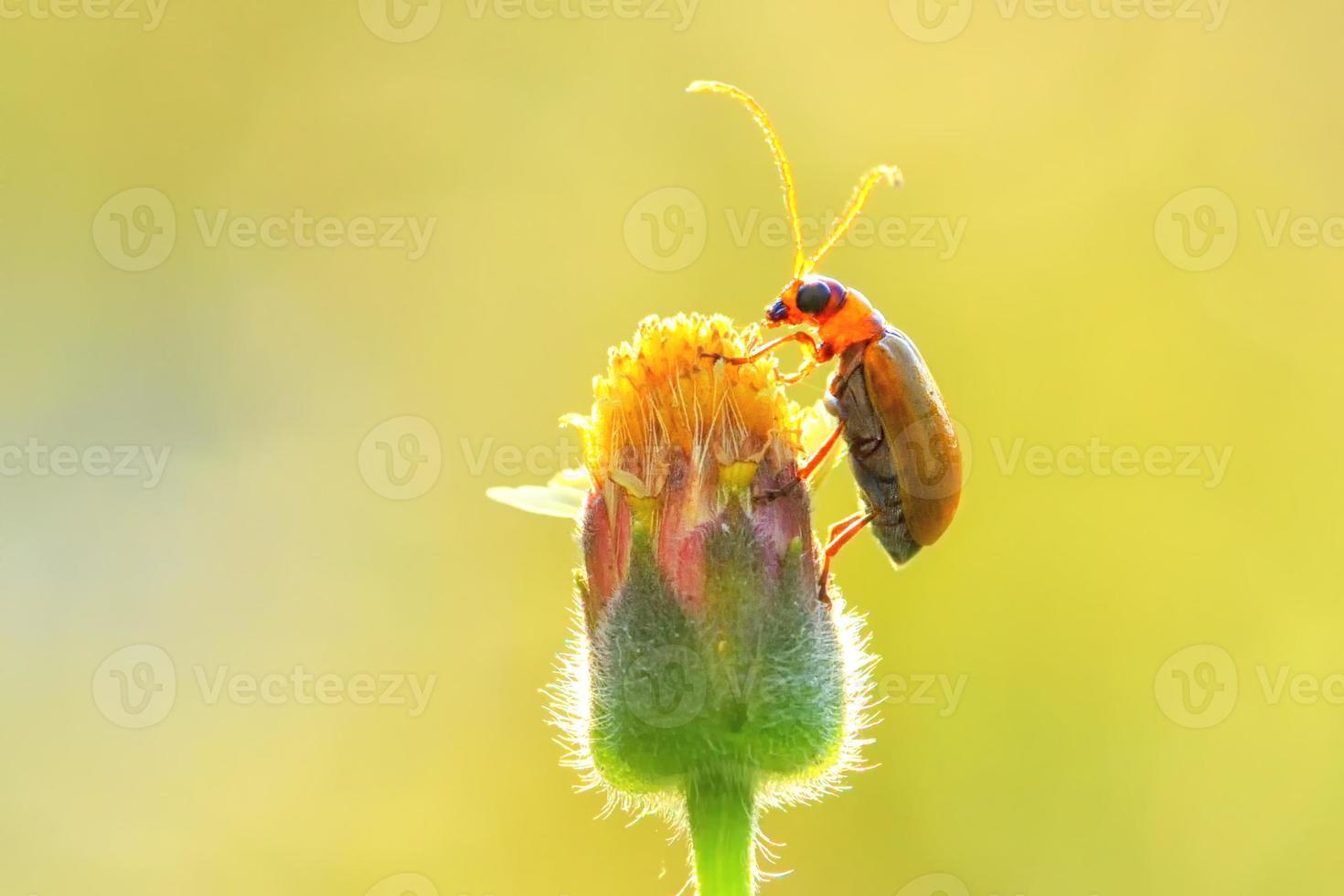 besouro de abóbora empoleirado na bela flor foto