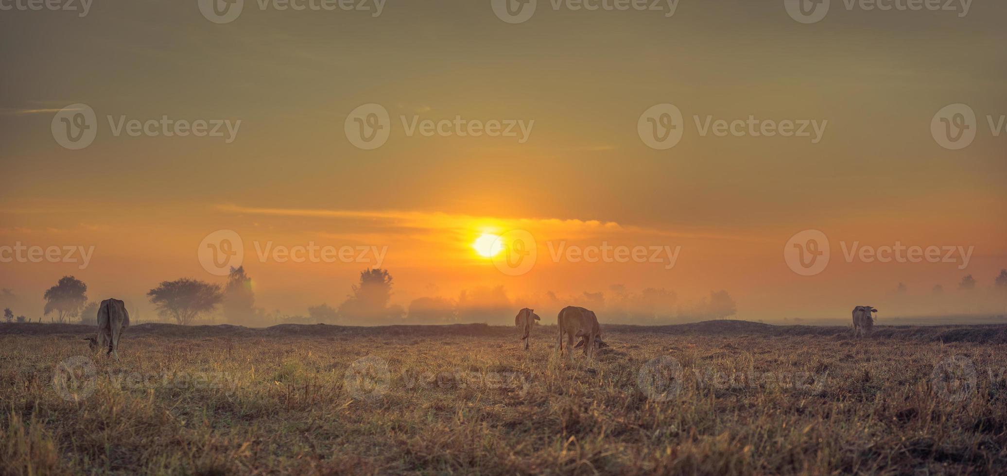 as vacas estão comendo grama por prazer nos campos no nevoeiro da manhã do nascer do sol e o lindo céu foto