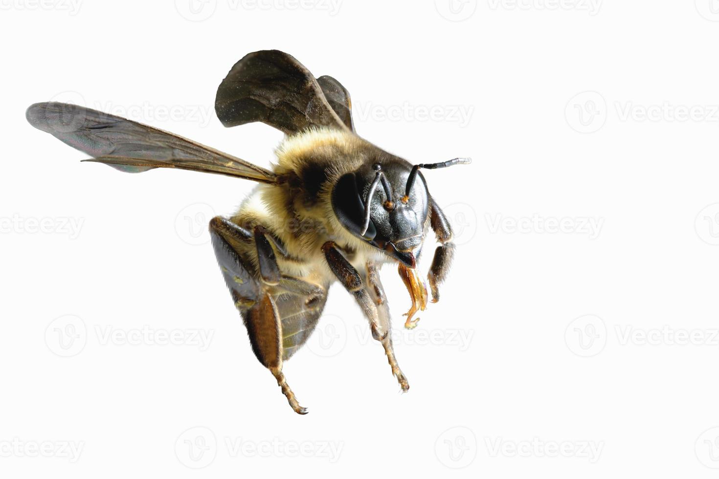 uma abelha voando isolada no fundo branco foto