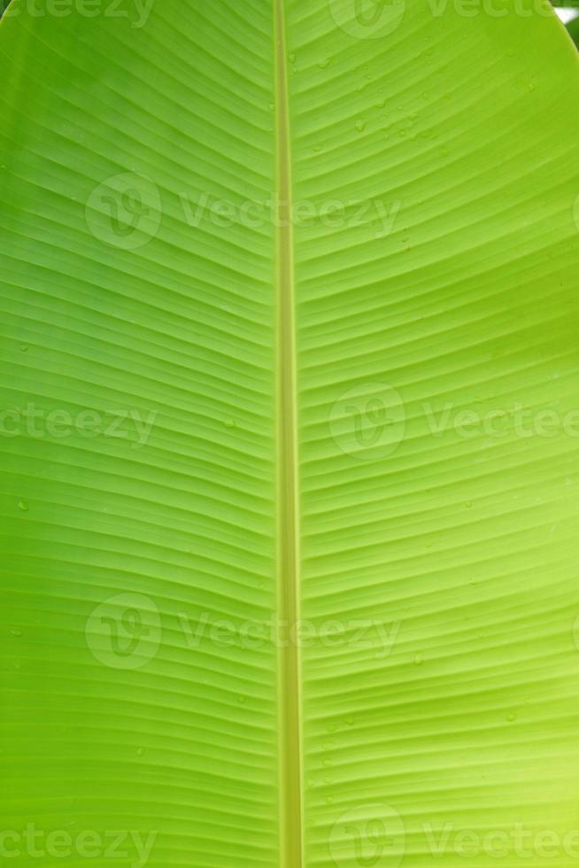 folha de bananeira verde com fundo de textura foto
