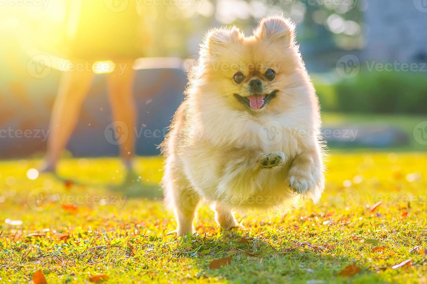 cachorrinho fofo pomeranian raça mista cão pequinês correr na grama com felicidade foto