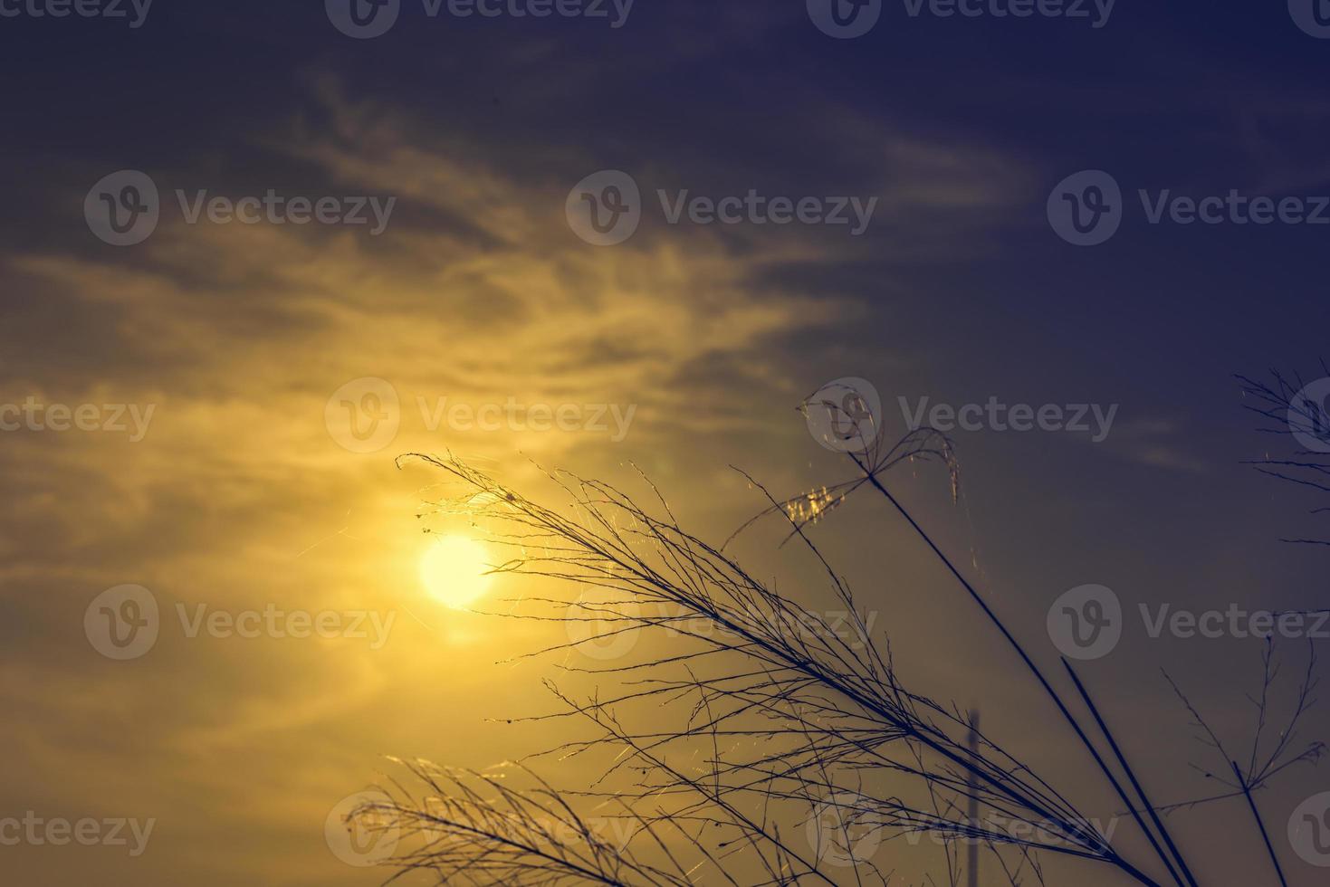 luz do sol através do campo de grama uma aranha e teia de aranha foto