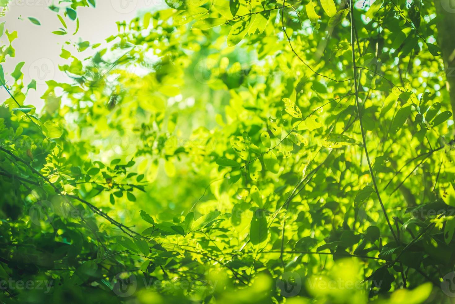 bela folha verde natural e fundo de luz bokeh abstrato borrão foto