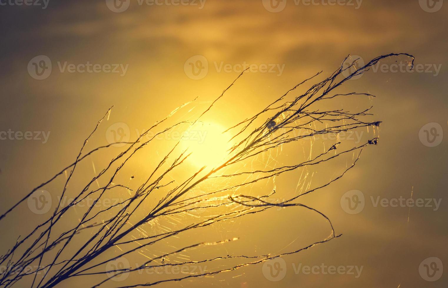 luz do sol através do campo de grama uma aranha e teia de aranha foto