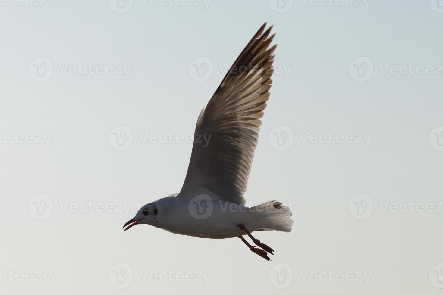 pássaros de gaivota voando sobre fundo branco clound foto