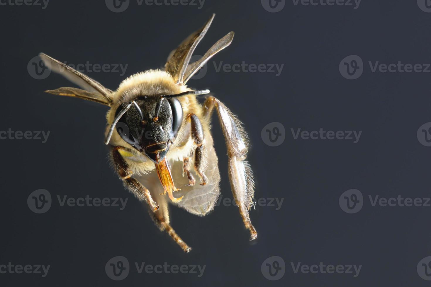 uma abelha voando isolada em fundo preto foto