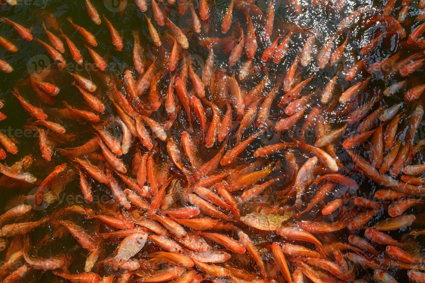 piscicultura de tilápia vermelha, peixes tubtim importância econômica da piscicultura foto