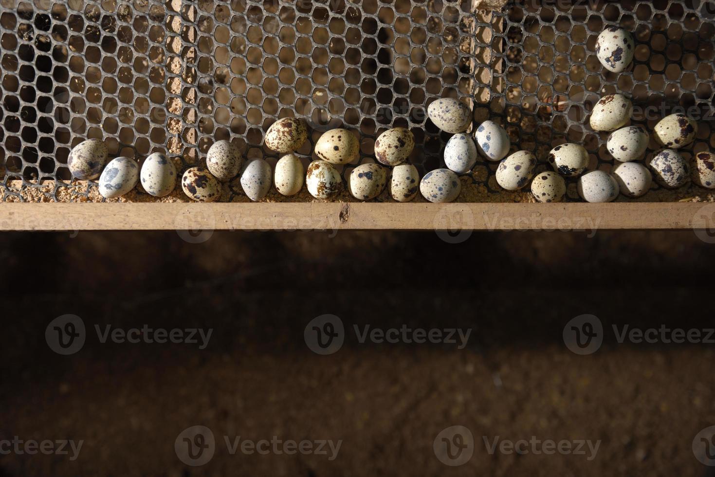 codornas e ovos em uma gaiola em uma fazenda foto