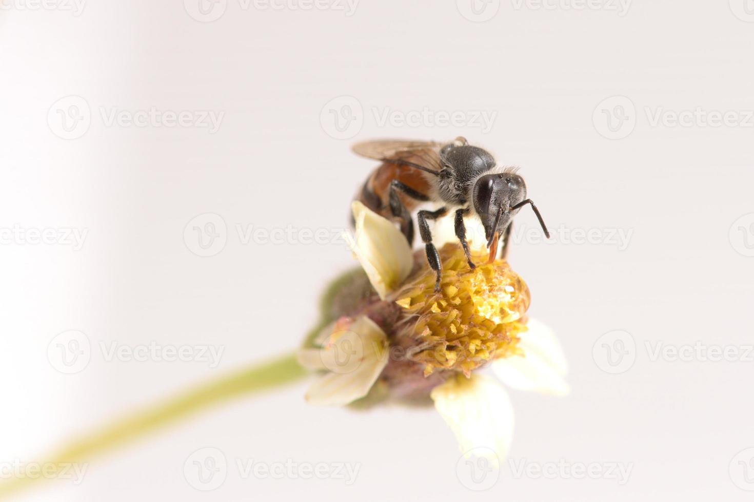 uma abelha empoleirada na bela flor foto