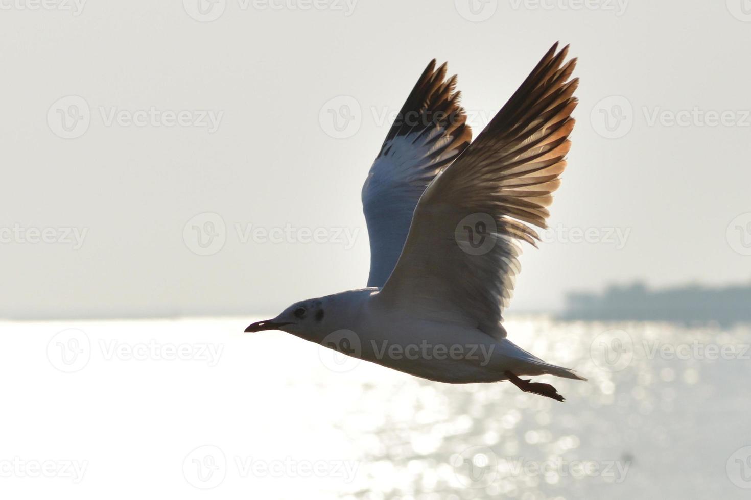 belo pôr do sol e pássaros de gaivota voando sobre a superfície do mar foto