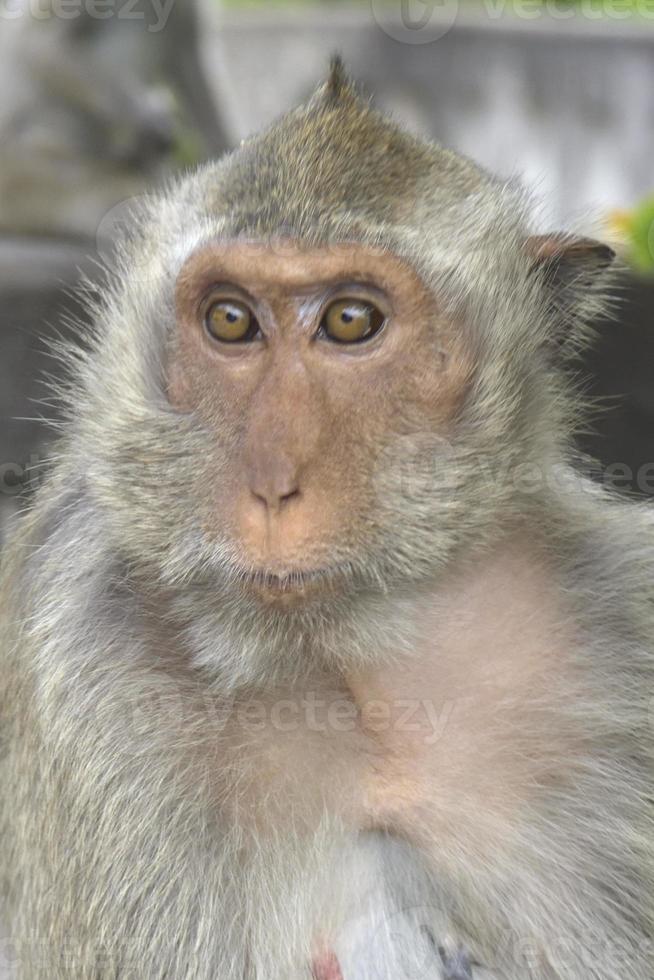 macaco sentado no chão foto