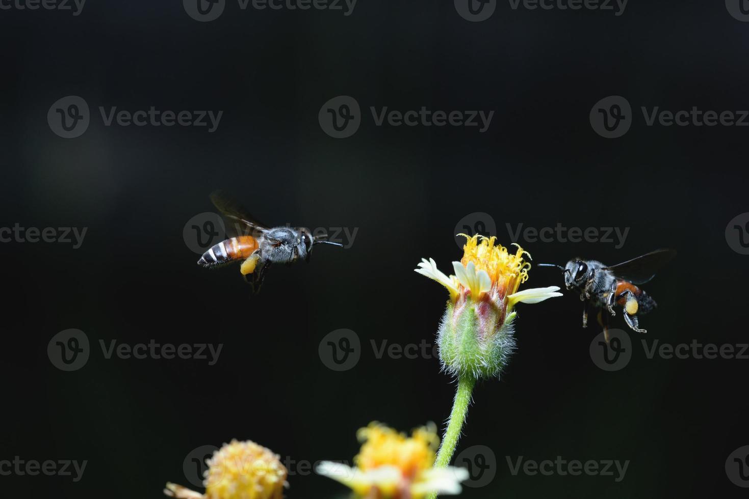 uma abelha voando para a bela flor foto