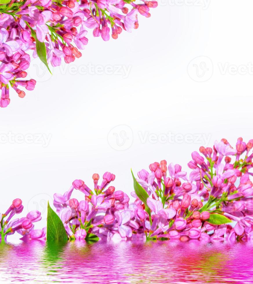 Primavera flores lilás isoladas no fundo branco. foto