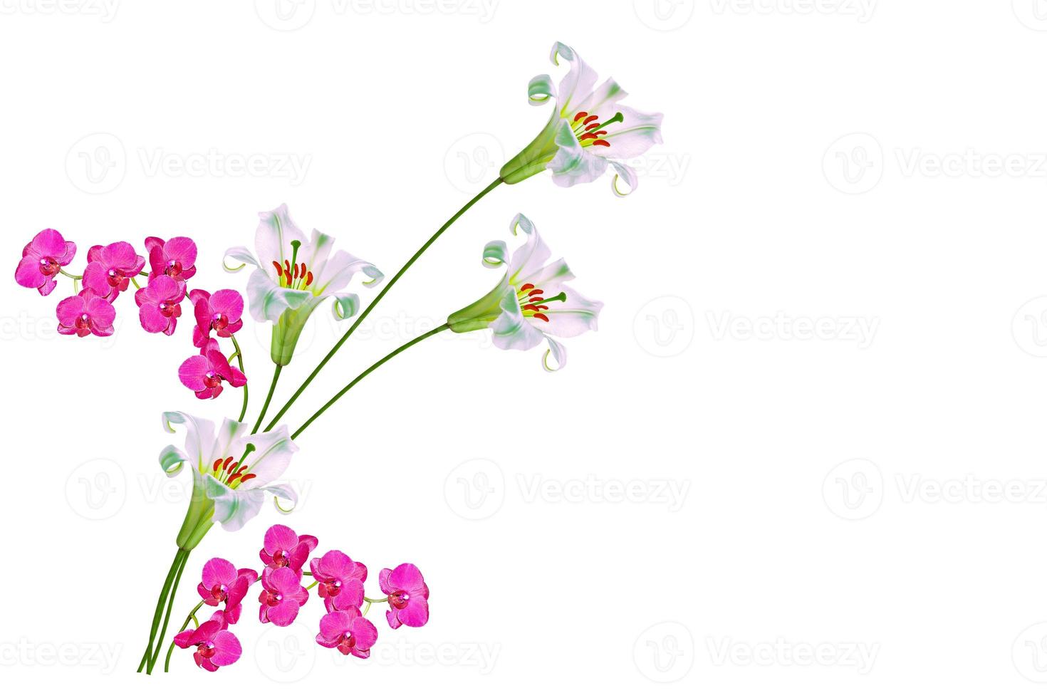 orquídea rosa. flores de lírio brilhantes isoladas no fundo branco. foto